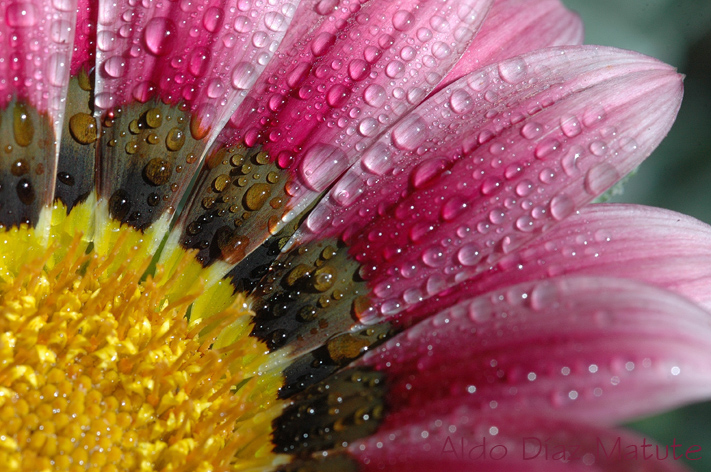 Gazania Splendens