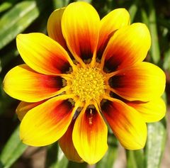 Gazania splendens (Mittagsgold)