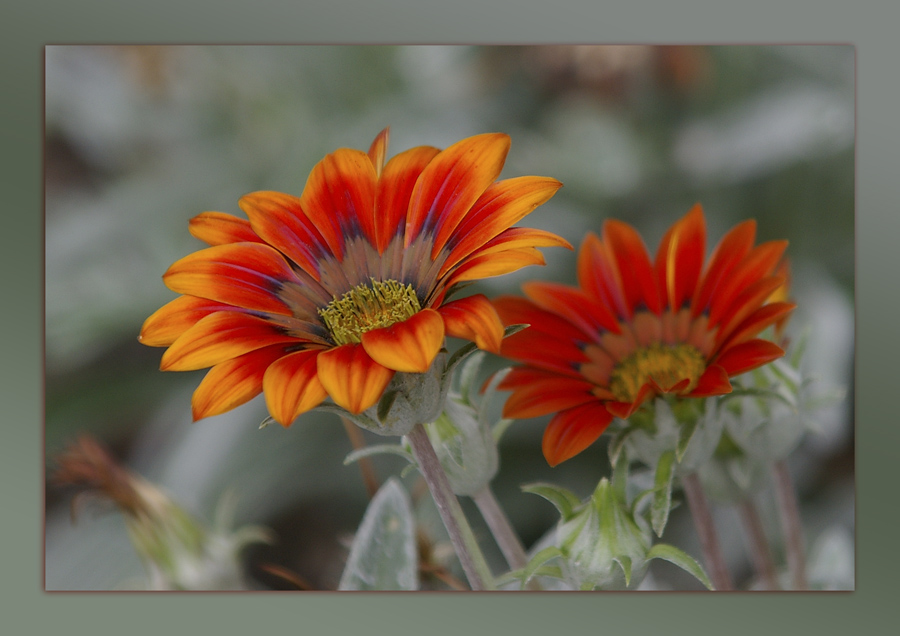 Gazania splendens - Mittagsgold