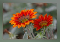 Gazania splendens - Mittagsgold