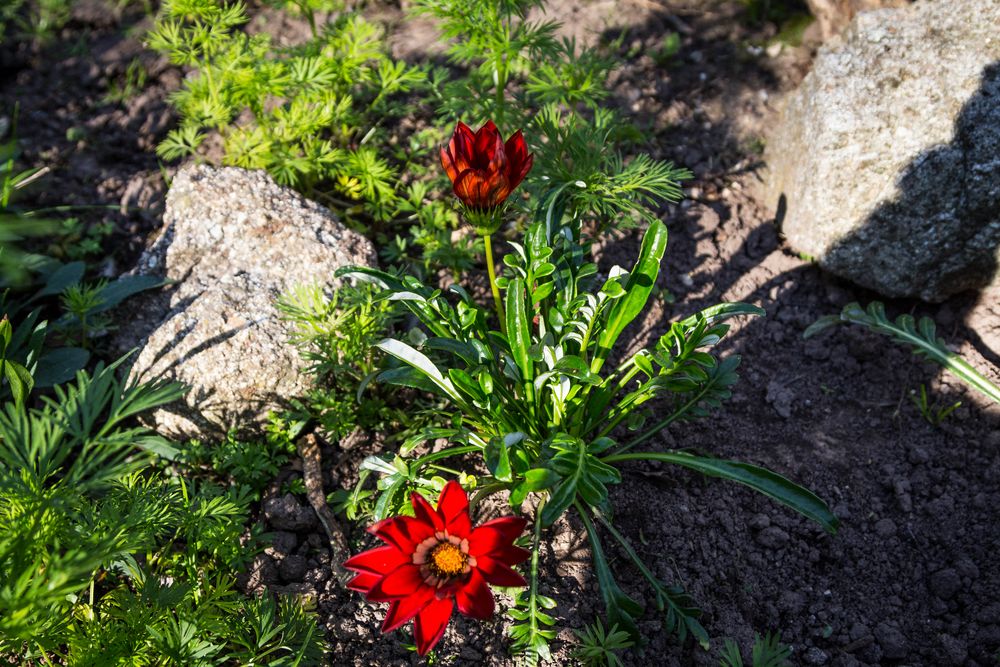 Gazanias