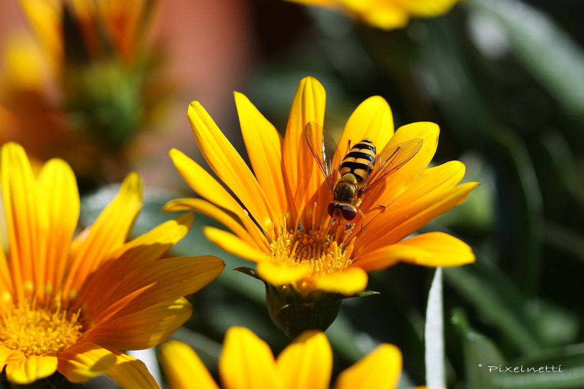 Gazanie mit Besuch :o)