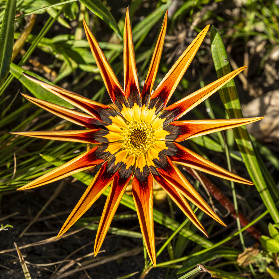 Gazanie (Mittagsgold)