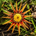 Gazanie (Mittagsgold)