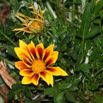 Gazanie_617 _ 4800_neu_in-2011_07