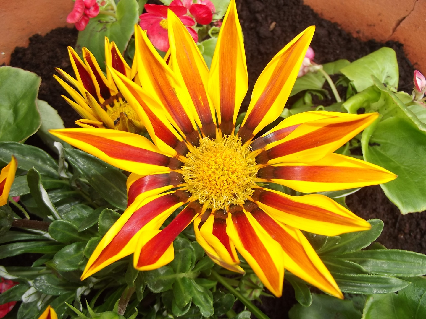 Gazanien (Gazania)