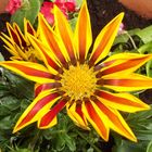 Gazanien (Gazania)