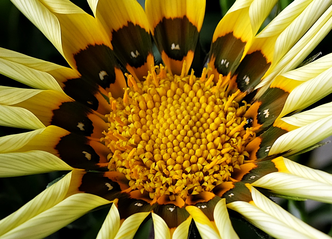 Gazanienblüte bei Sonnenschein