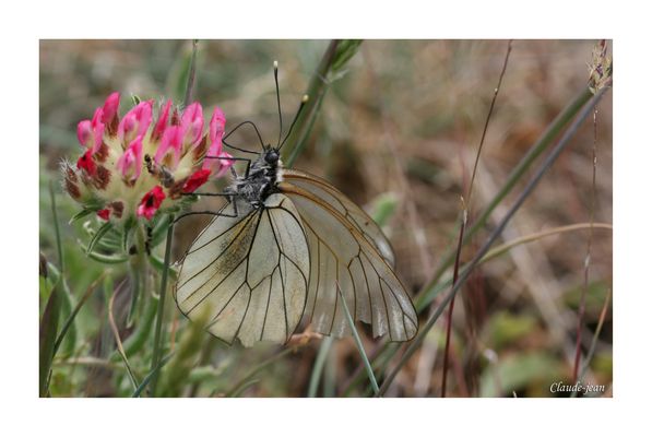 Gazé ou Piéride de l'aubépine