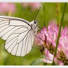 Gazé sur une fleur de trèfle
