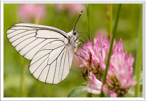 Gazé sur une fleur de trèfle