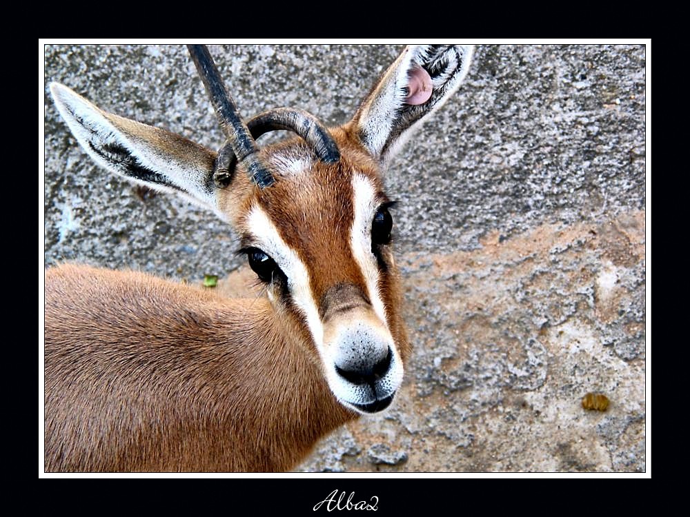 Gazella dorcas osiris