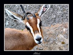 Gazella dorcas osiris