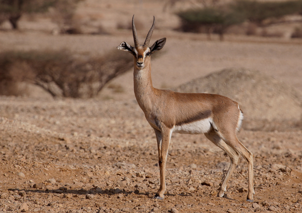 Gazella. g. acaciae-Akaziengazelle-Aravatal 3