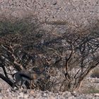 Gazella. g. acaciae-Akaziengazelle-Aravatal