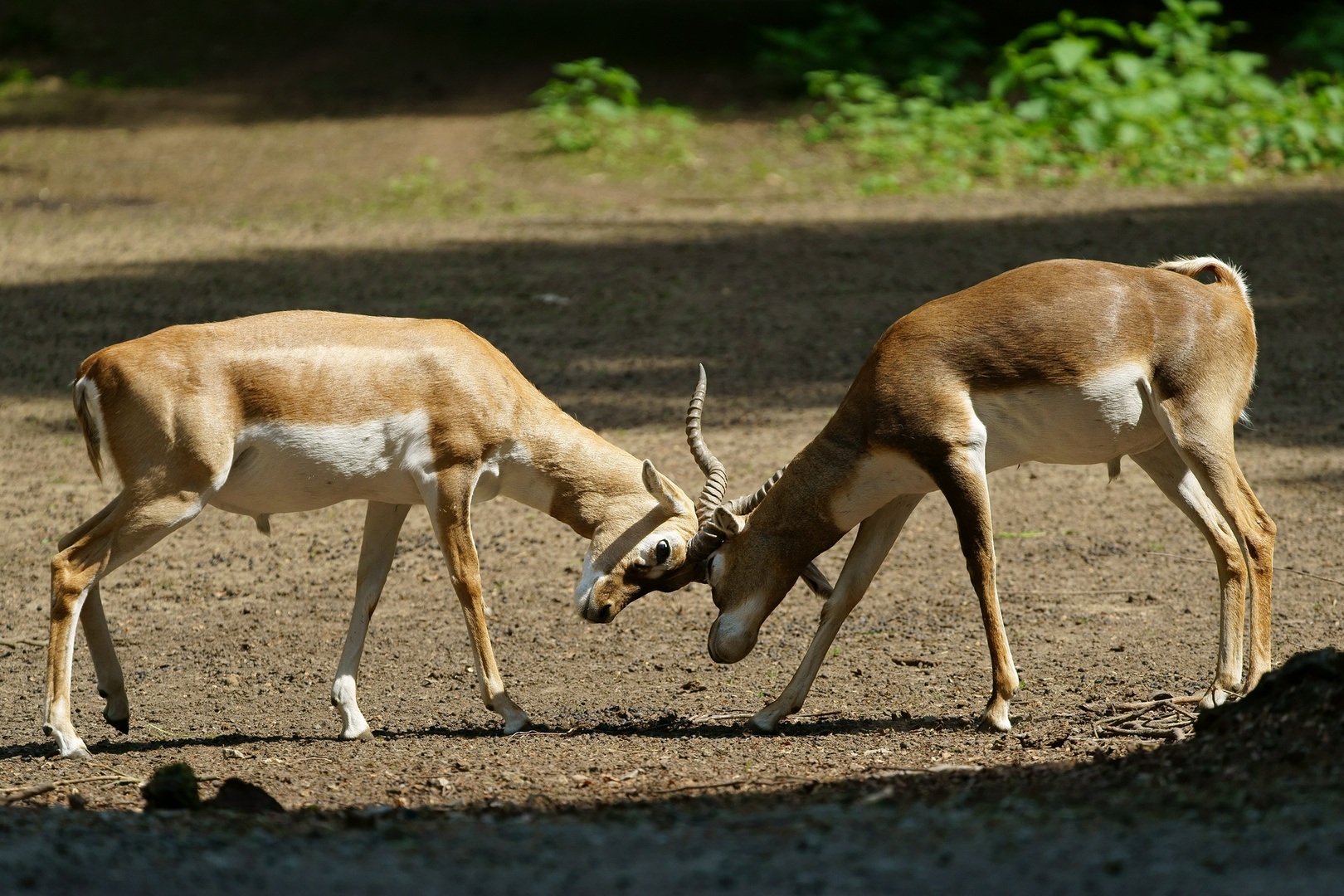 Gazella subgutturosa Kropfgazelle Foto & Bild natur, tiere, zoo