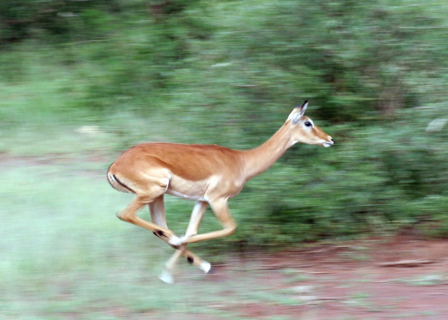 Gazelle Foto & Bild africa, eastern africa, tanzania Bilder auf