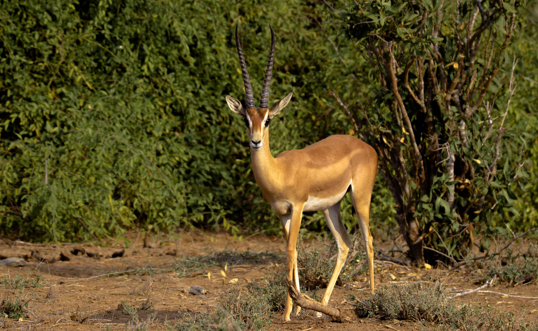 Gazelle