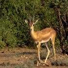 Gazelle