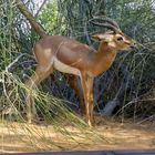 gazelle