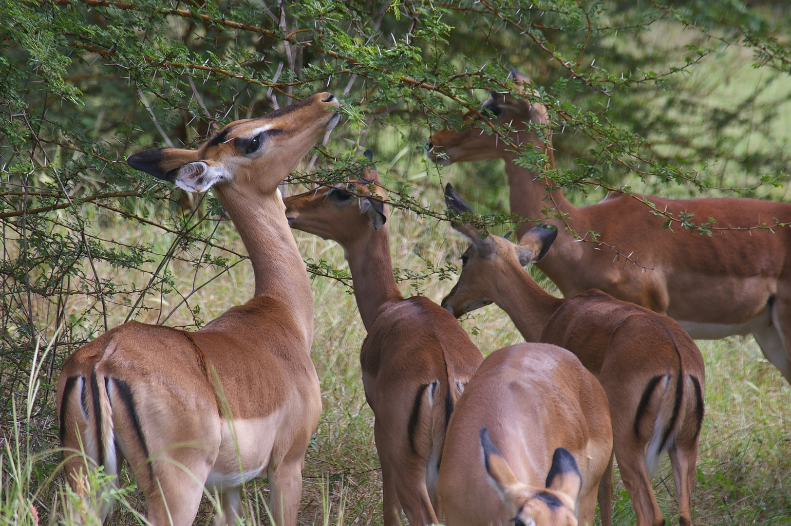 gazelle