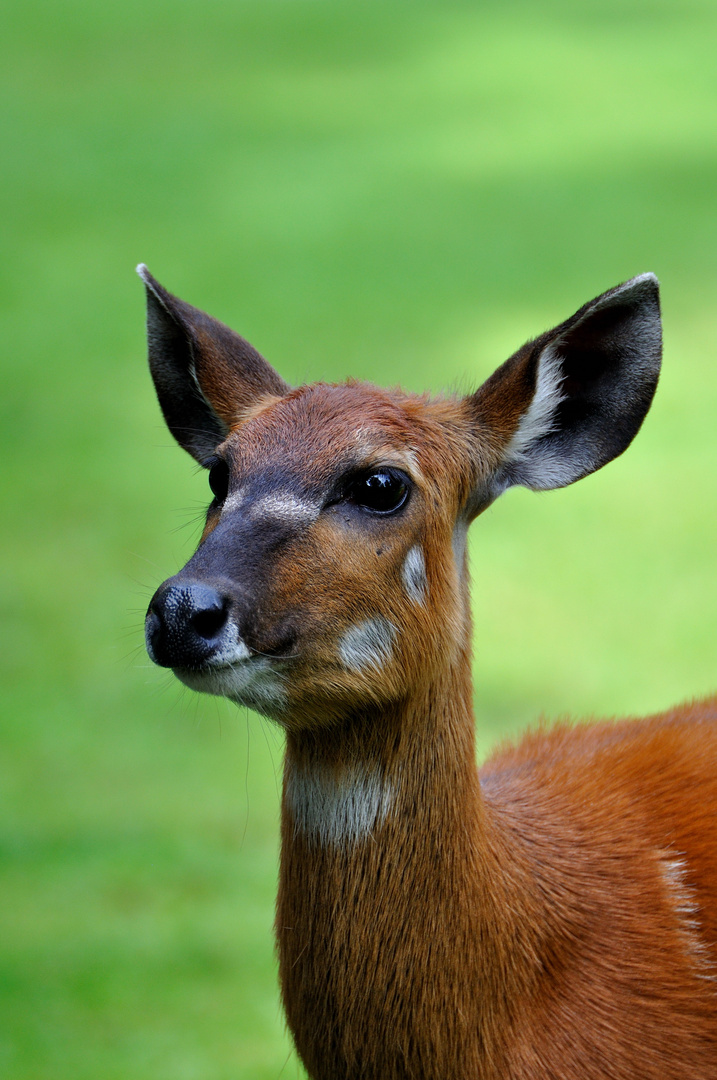 Gazelle