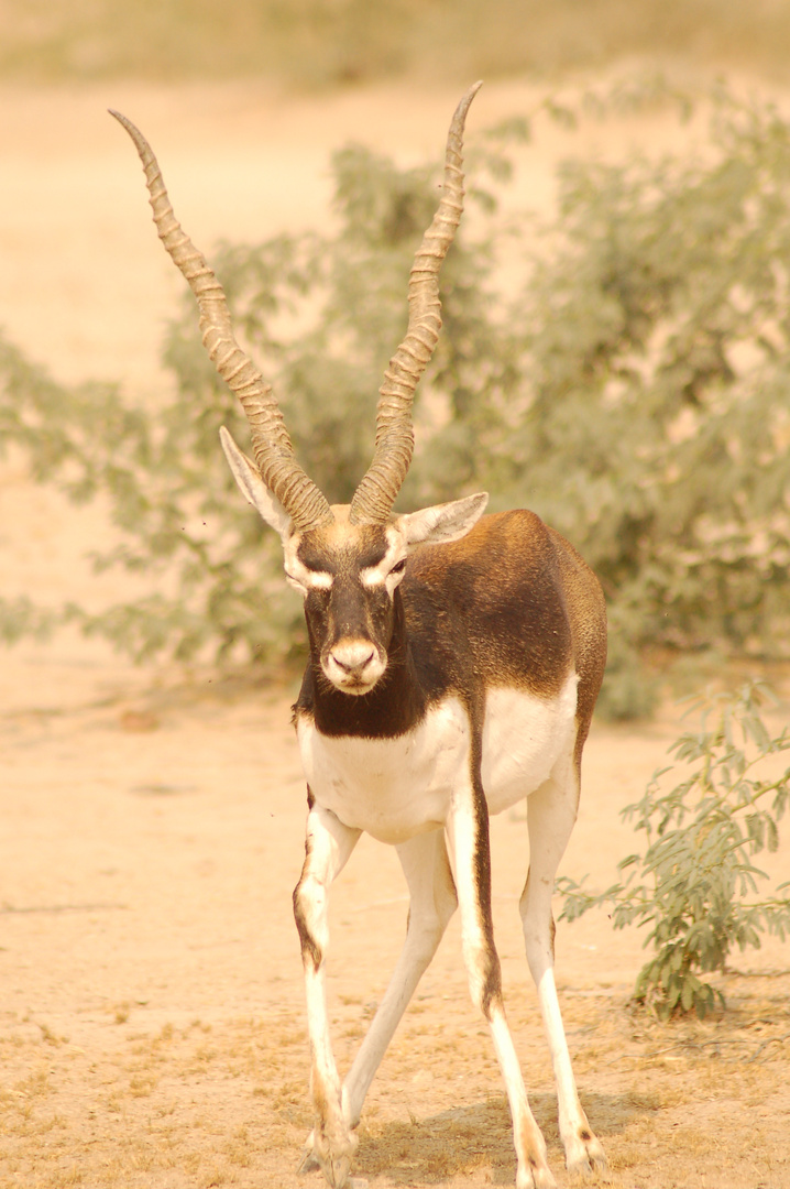 Gazelle beim durchstarten