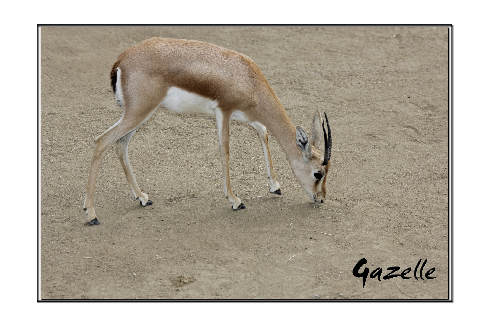 Gazelle