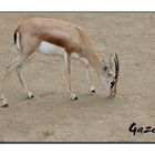 Gazelle