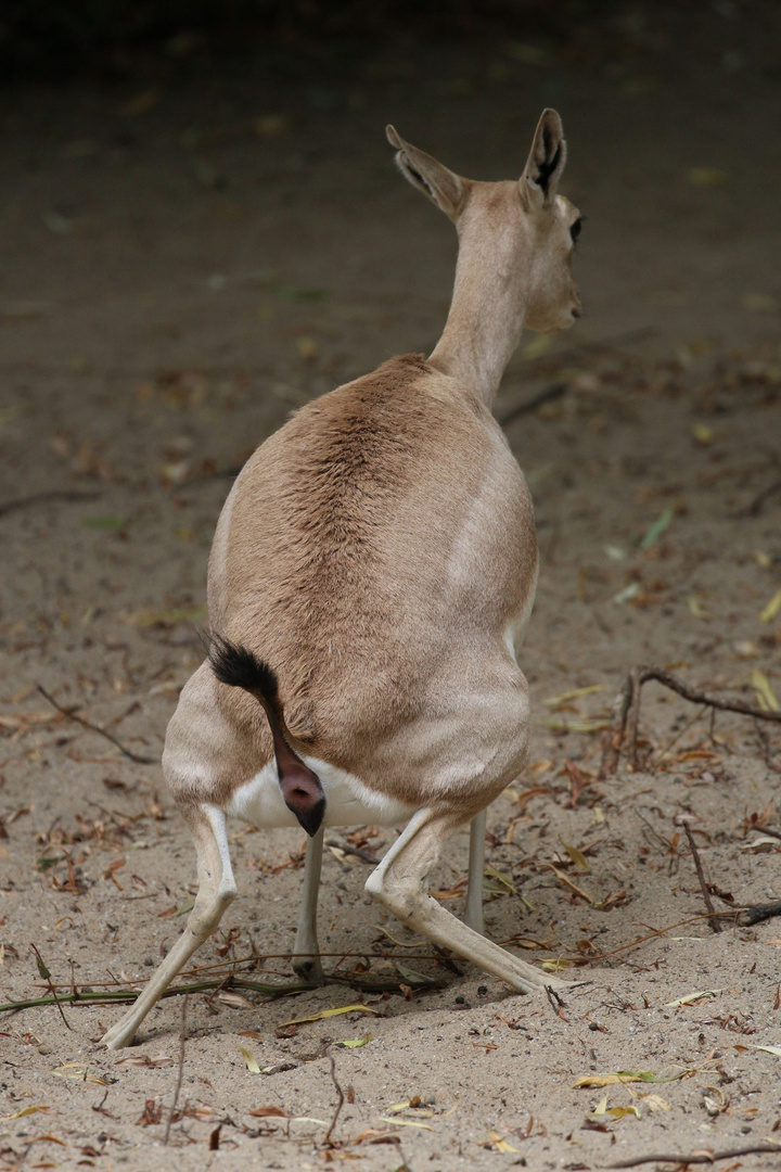 Gazelle (defäkierend)