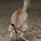 Gazelle (defäkierend)