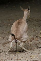 Gazelle (defäkierend)