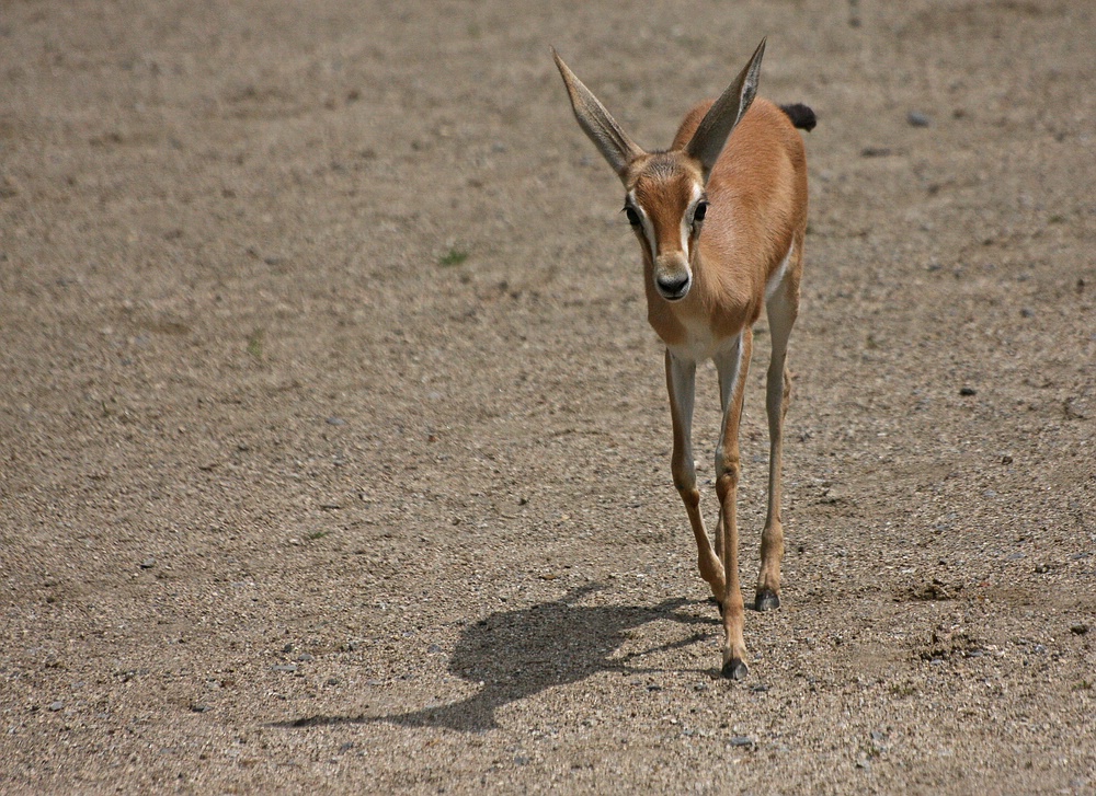 Gazelle