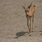 Gazelle