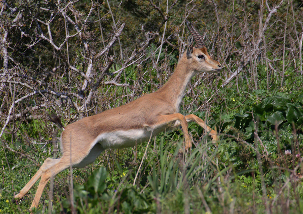 Gazelle g.gazella-Palaestinensische Berggazelle-Hai Bar Karmel