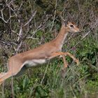 Gazelle g.gazella-Palaestinensische Berggazelle-Hai Bar Karmel