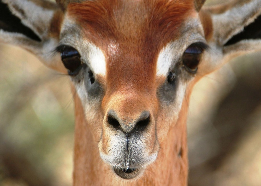 Gazelle-Girafe (Gerenuk) - Samburu / Kenya