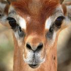 Gazelle-Girafe (Gerenuk) - Samburu / Kenya