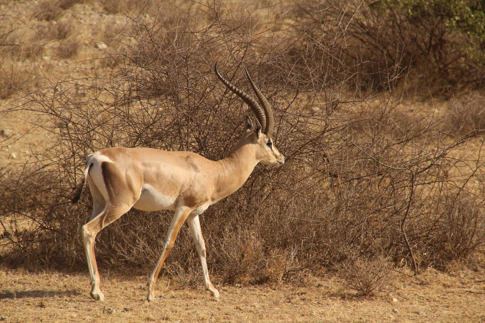 Gazelle im Amboseli-Nationalpark-Kenia