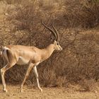 Gazelle im Amboseli-Nationalpark-Kenia