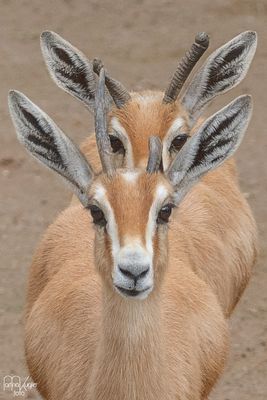 Gazelle im Doppelpack