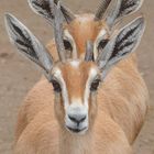 Gazelle im Doppelpack