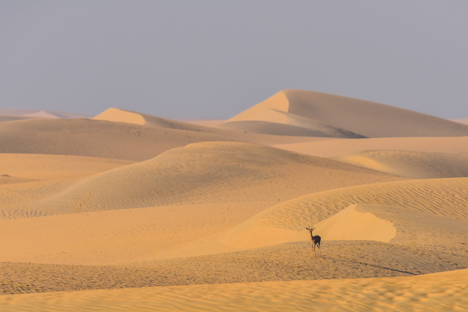 Gazelle in the Desert