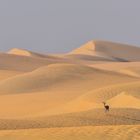 Gazelle in the Desert