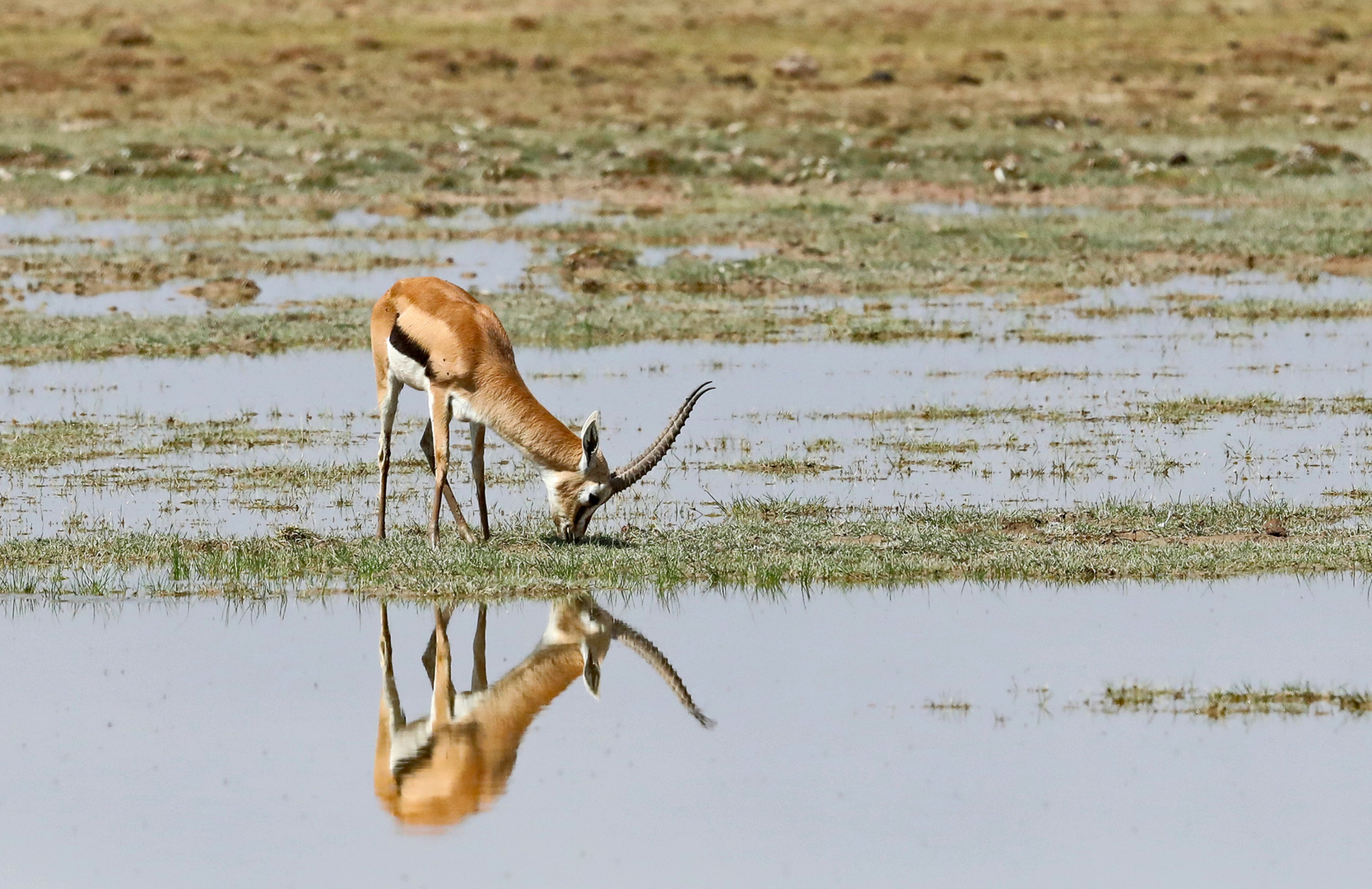 Gazelle is eating