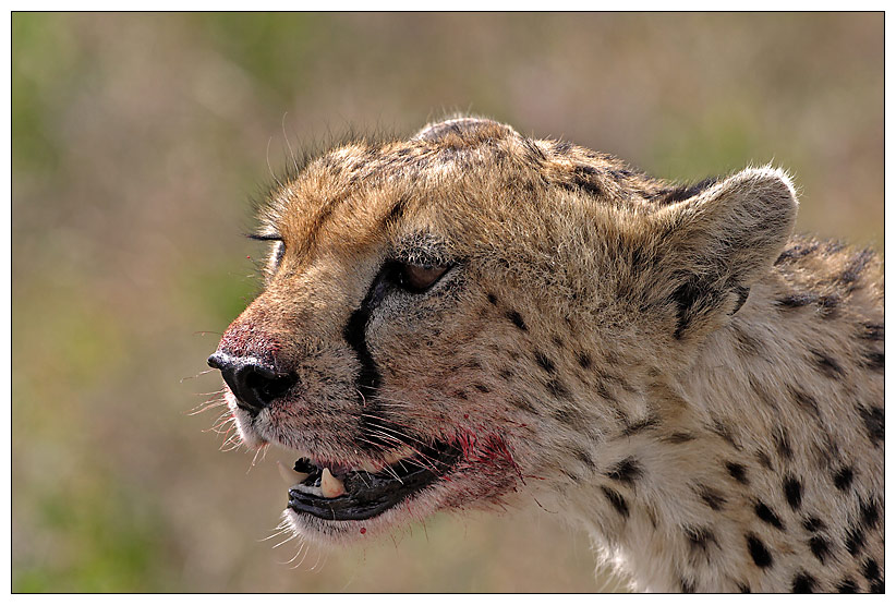 Gazelle war wirklich lecker