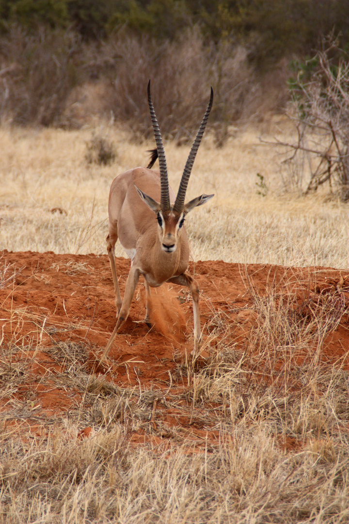 Gazellenbock