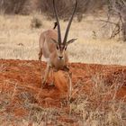 Gazellenbock