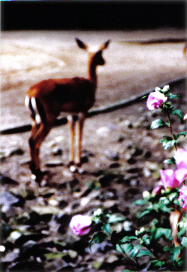 gazelle.rose