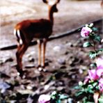 gazelle.rose